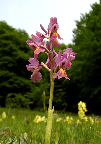 Orchis colemanii - variazioni cromatiche